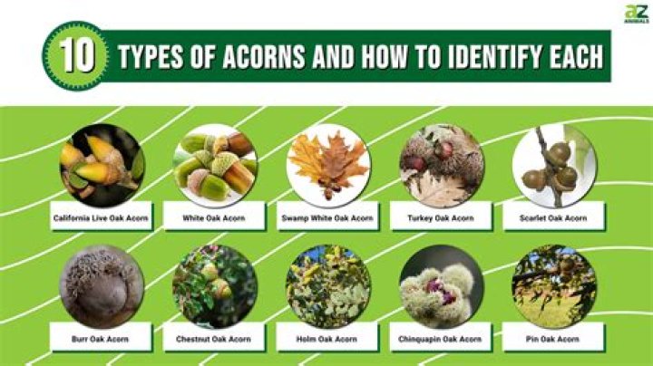 Are acorns only for Americans?