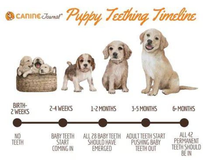 Are puppies supposed to lose their canine teeth?