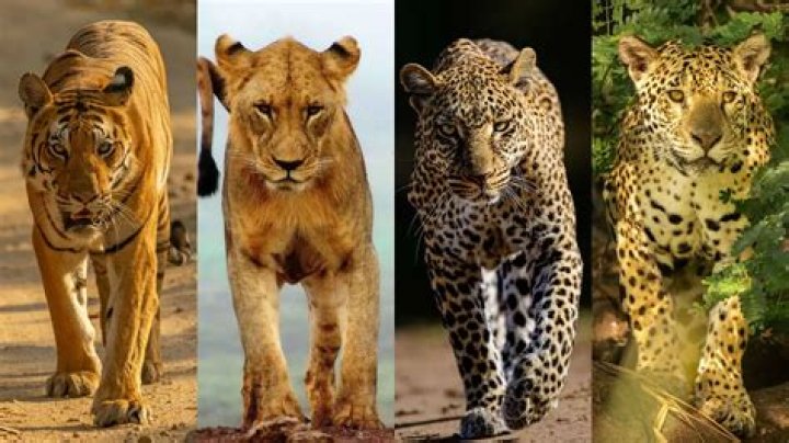 Are there big cats in Spain?