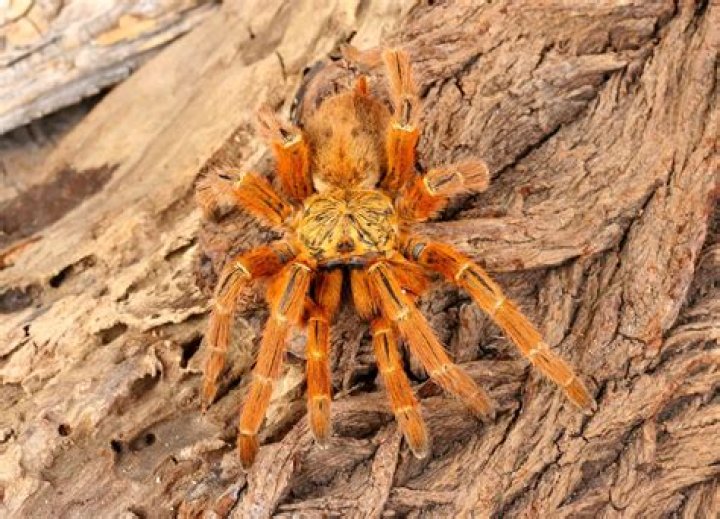 Are Tranchulas poisonous?