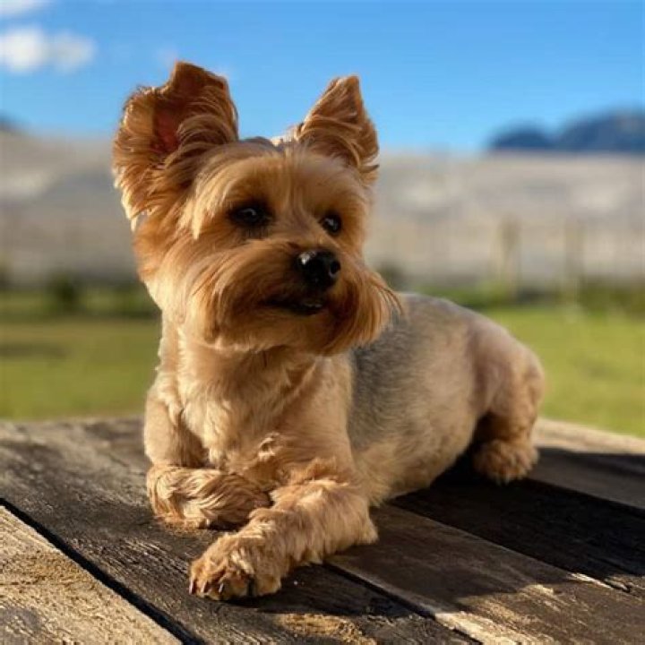 Are Yorkies destructive?