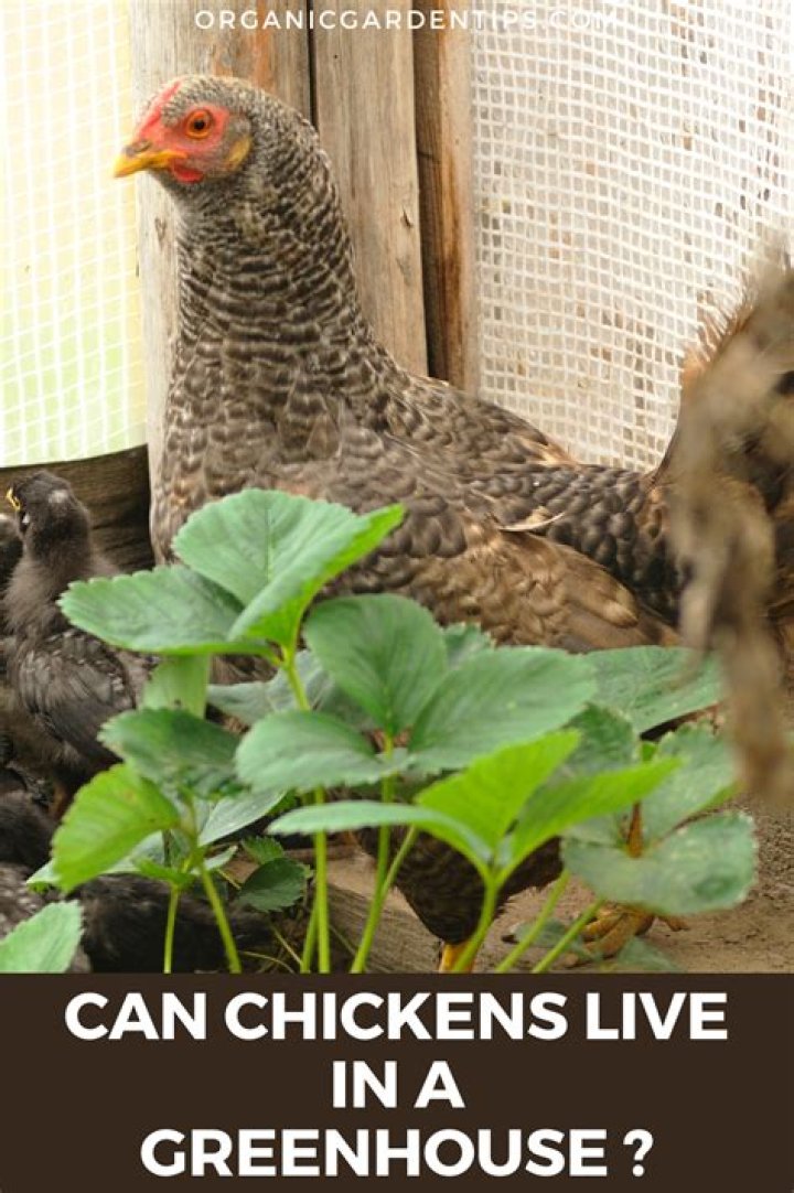 Can chickens live off of grass?