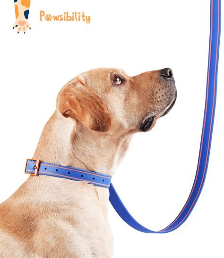 Can I put a collar on my 8 week old puppy?