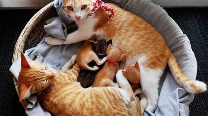 Can kittens sense when you're pregnant?