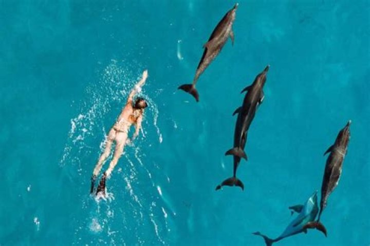 Can you swim with dolphins in Barcelona?