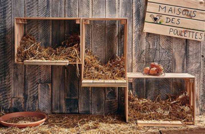 Comment font les poules pour faire des poussins ?