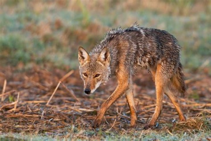¿Cómo cazan los coyotes a sus presas?