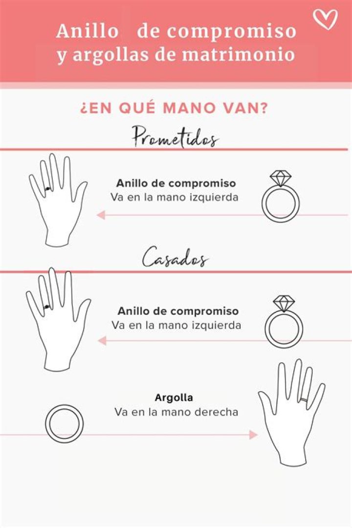 ¿Cómo se pone chip a un gato?