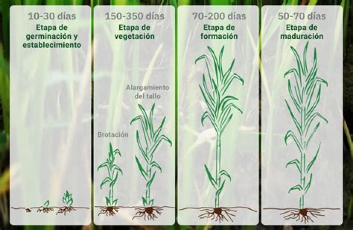 ¿Cuántas toneladas por hectarea produce la caña de azúcar?