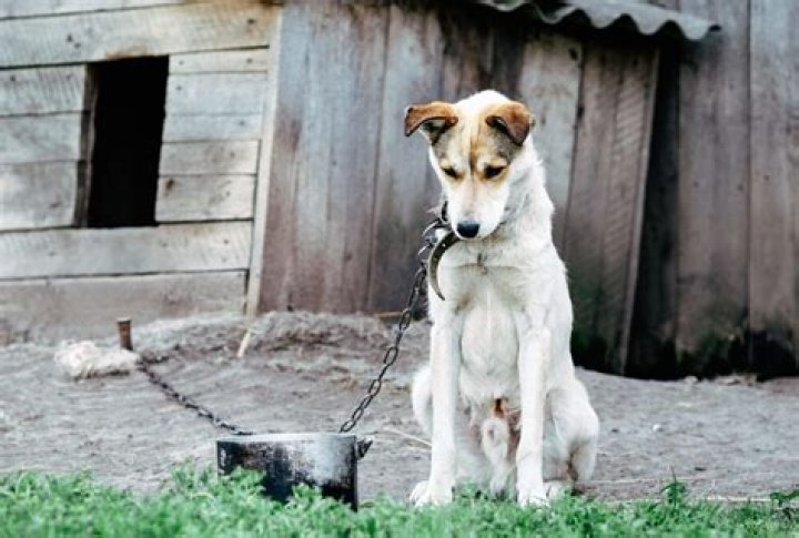 Do abused dogs ever recover?