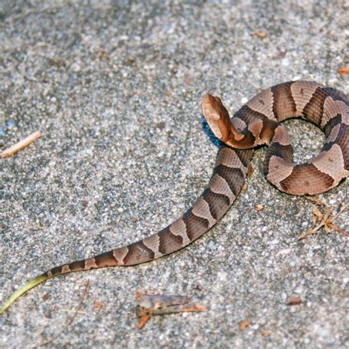 Do Copperheads have stripes?