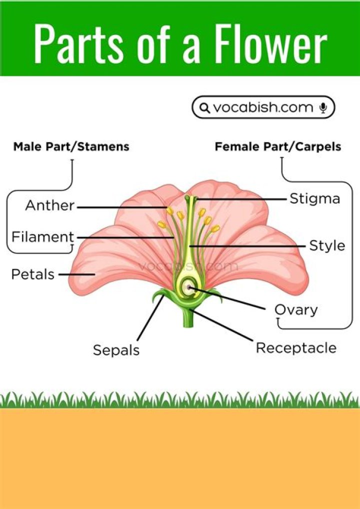 Do most flowers have male and female parts?