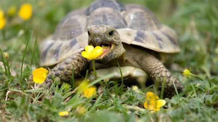 Do tortoises die in water?