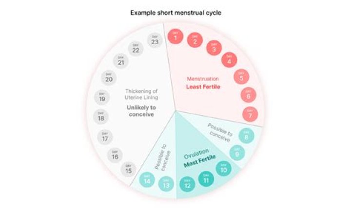 Does a D&C reset your cycle?