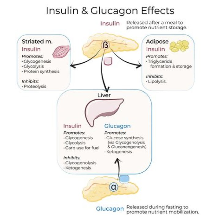 Does epinephrine increase glucagon?