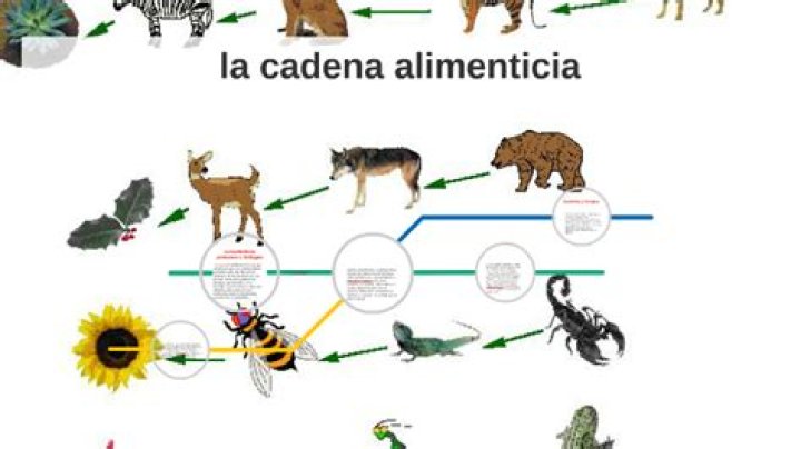 ¿Dónde inicia y dónde termina la cadena alimenticia?