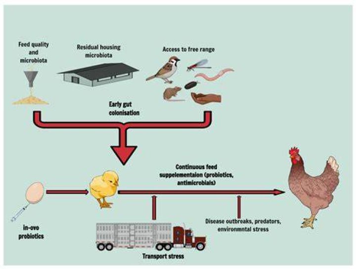 How animal feed is prepared?