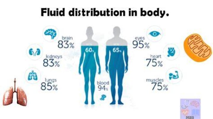 How are most body fluids lost during a day?