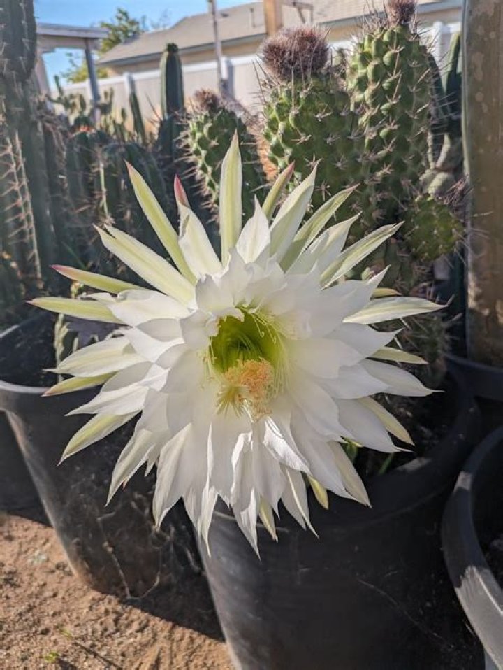 How do you get a trichocereus to flower?