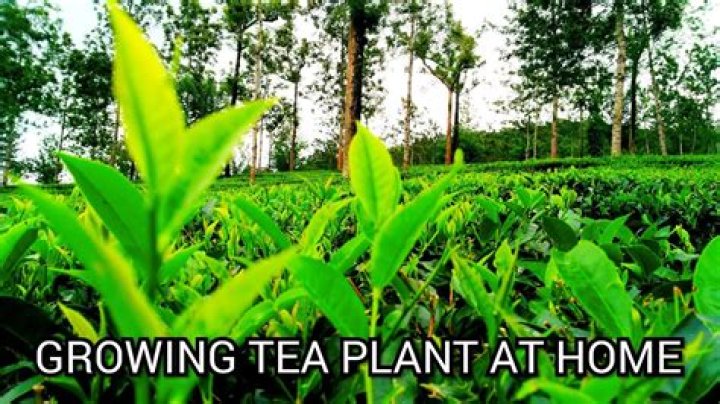 How do you grow tea leaves?