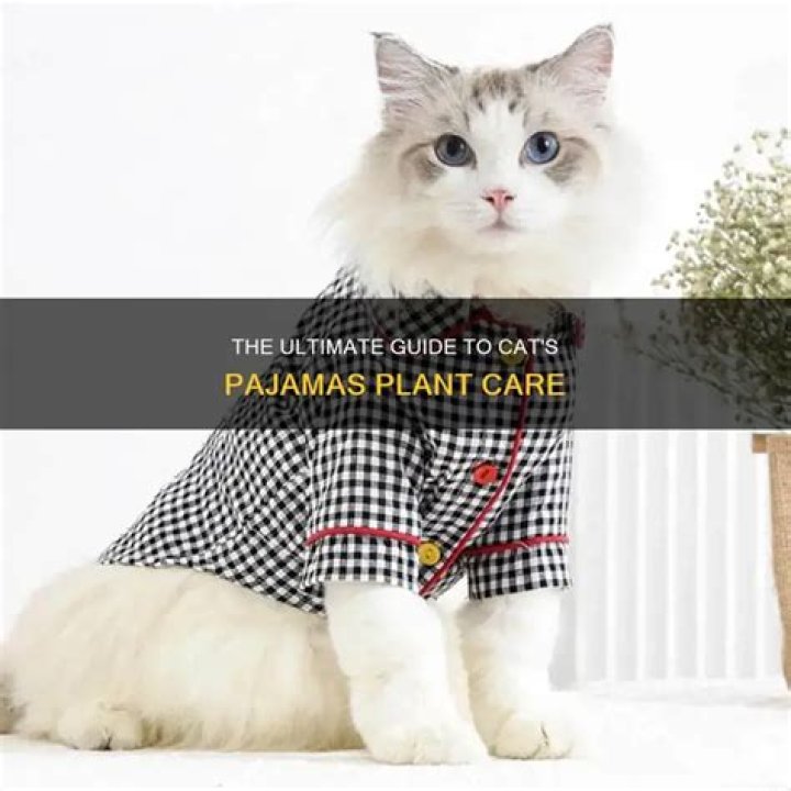 How do you plant cat pajamas?
