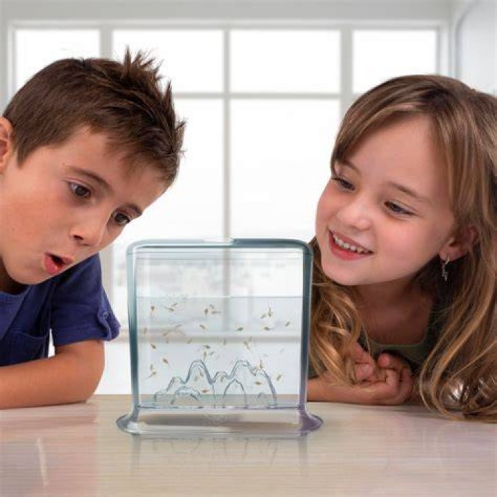 How long does it take for Aqua dragons to hatch?