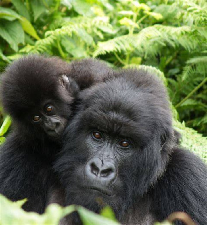 How many gorillas are in Congo?