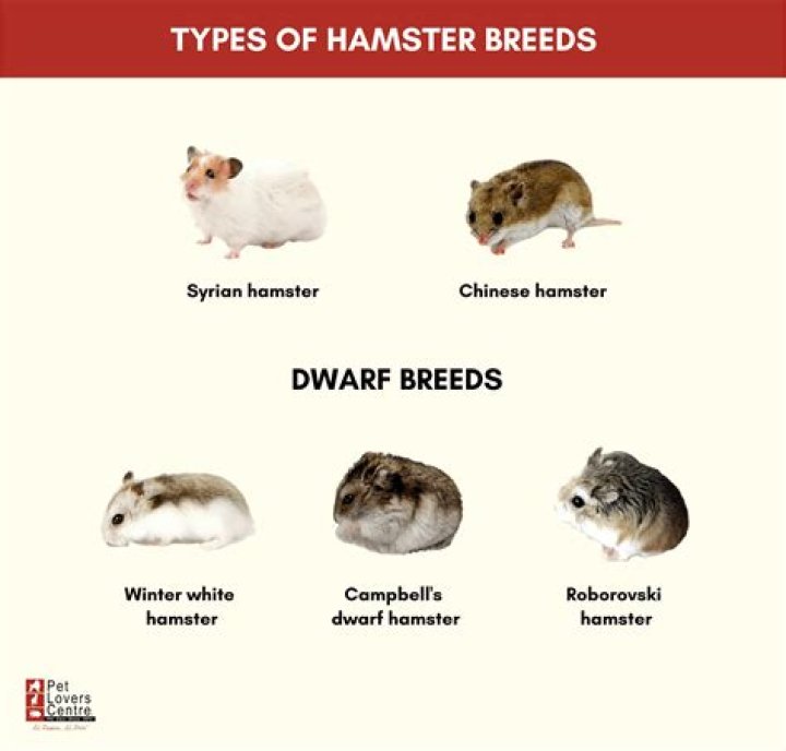 Is Harry Hamster suitable for dwarf hamsters?