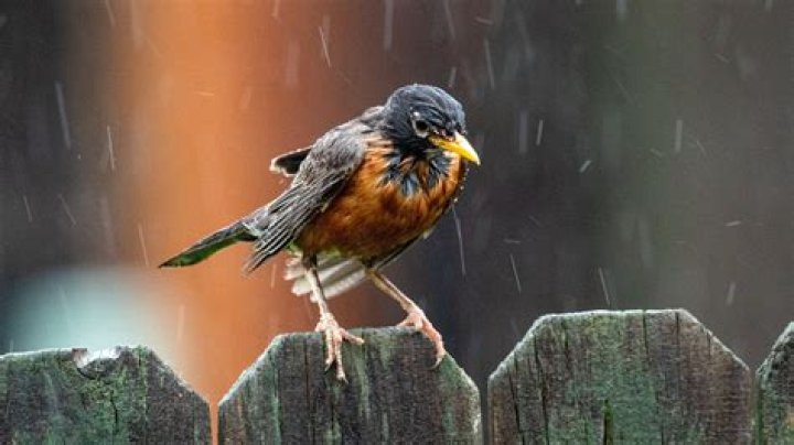 Is it worth bird watching in the rain?