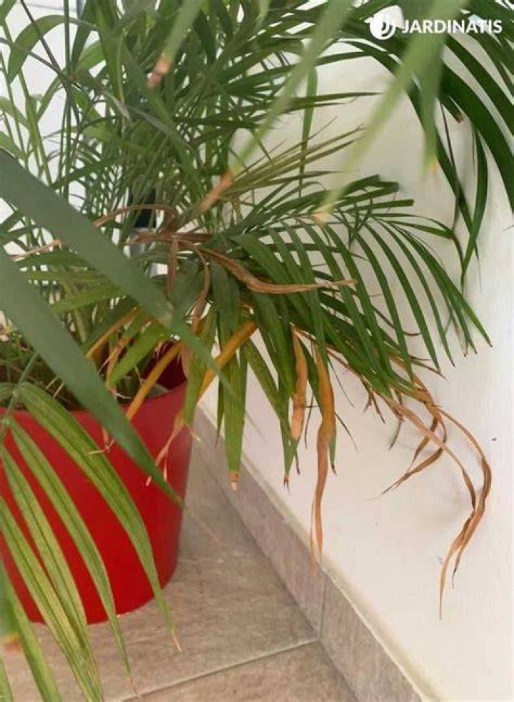 ¿Por qué se secan las puntas de las hojas de las azaleas?