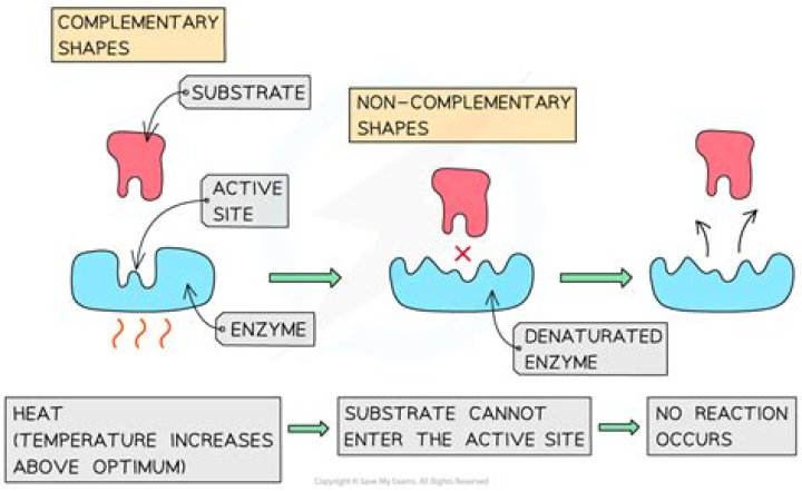Under what conditions are enzymes denatured is denaturation reversible?