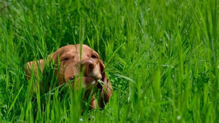Was fehlt meinem Hund wenn er Gras frisst?