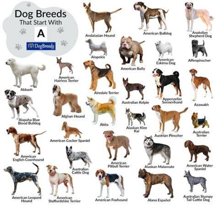 What are the dogs of the Dow for 2020?
