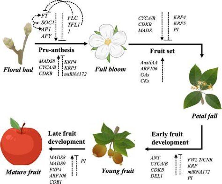 What are the stages of fruit development?