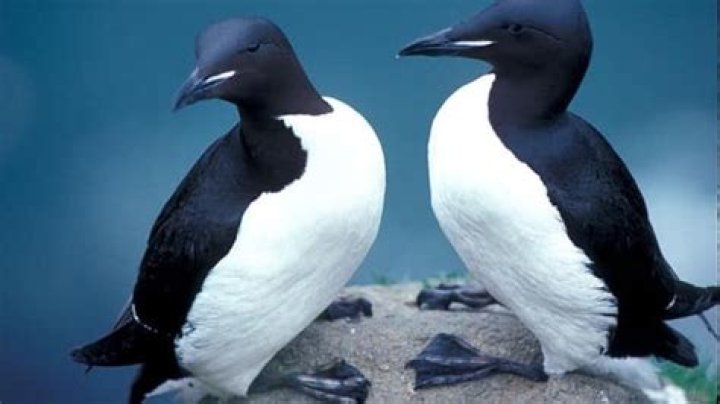 What do seabirds look like?