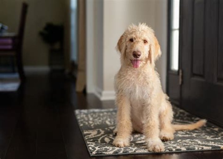 What happens if my dog eats perfume?
