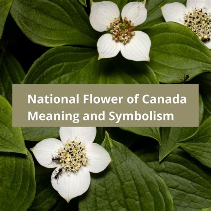 What is Canada's national flower called?