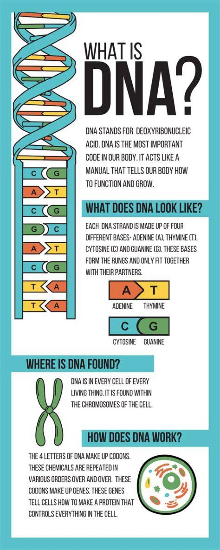 What is DNA stain?