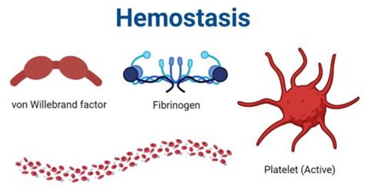 What is hemostasis system?