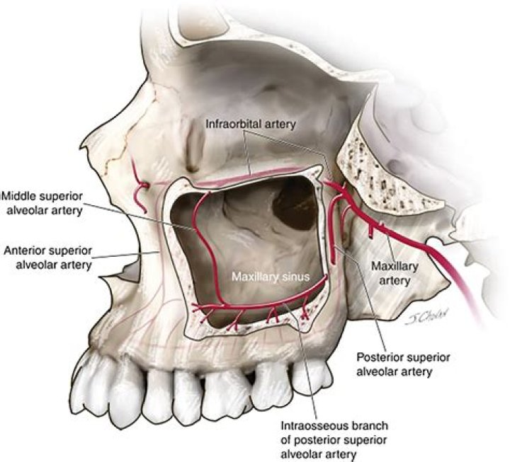 What is the maxillary?