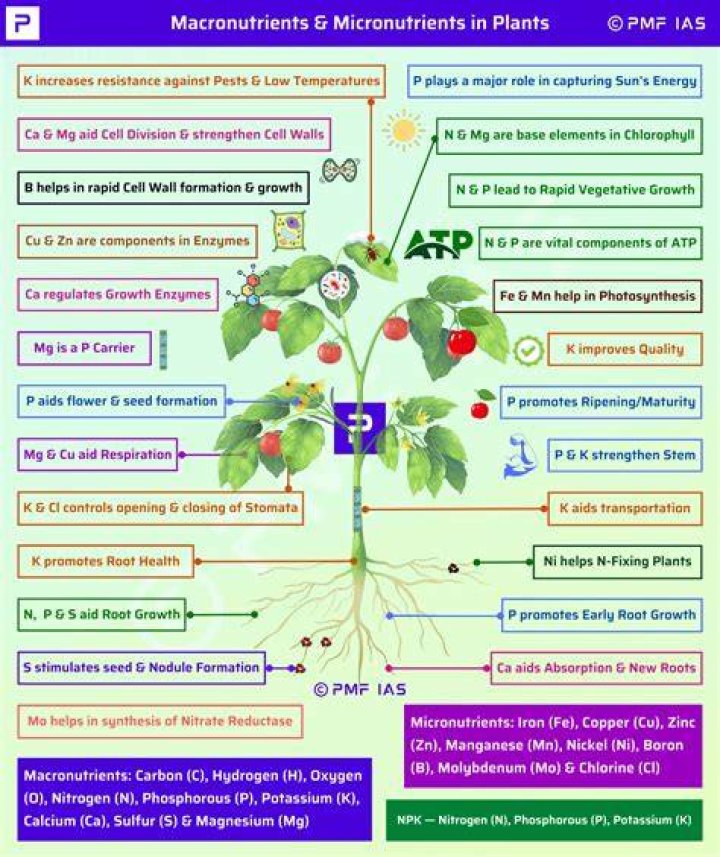 What macronutrient yields the most ATP?