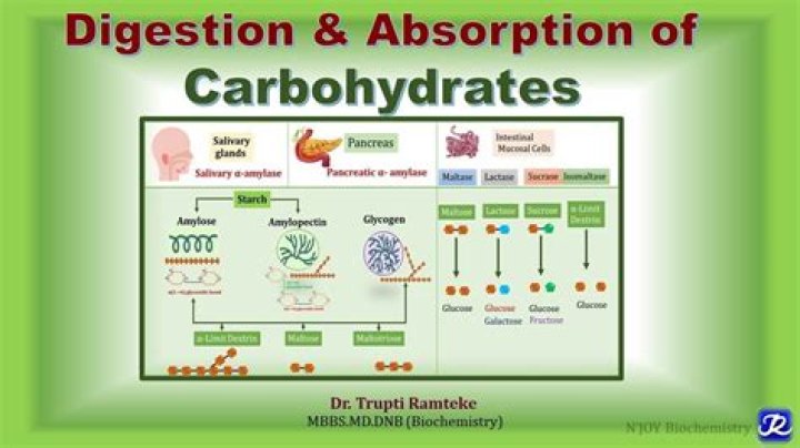 What organ is responsible for the completion of carbohydrate digestion?