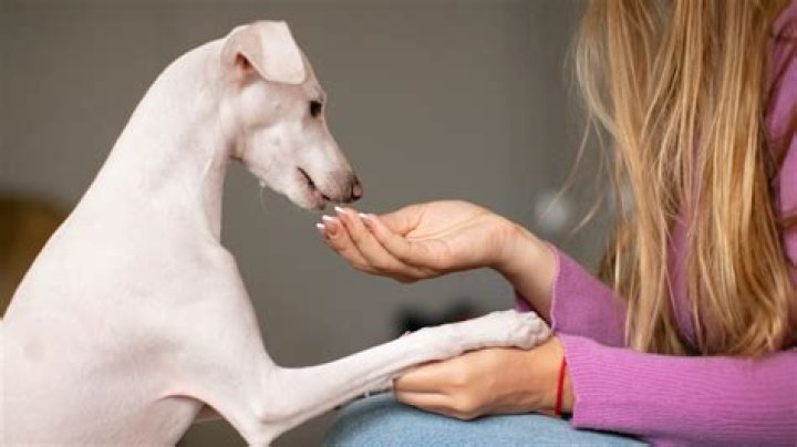 What would happen if dogs could talk?