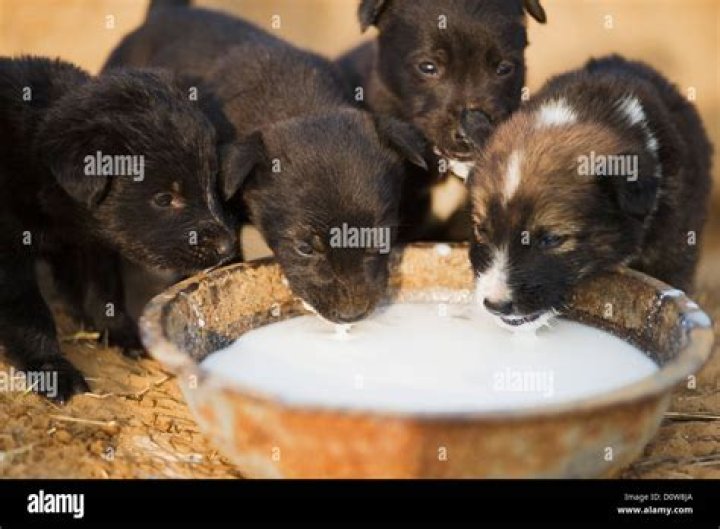 When can Puppies start drinking milk?