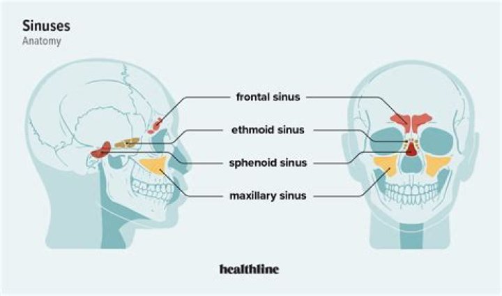 Where are my sinus cavities?