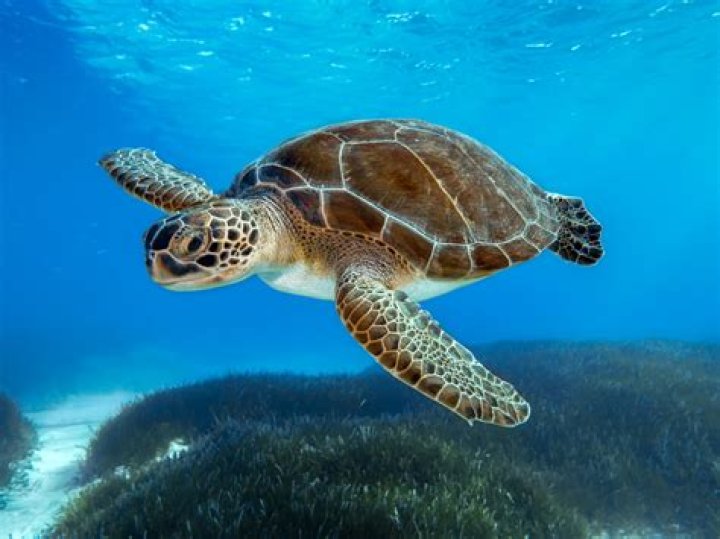 Where can I see sea turtles in Grand Cayman?