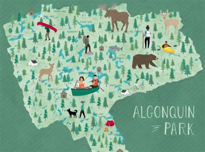 Where can I see wildlife in Algonquin Park?