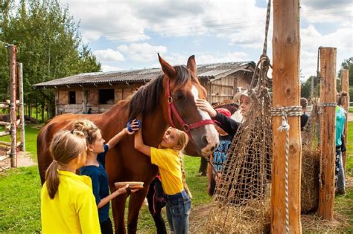 Where is authentic horse now?
