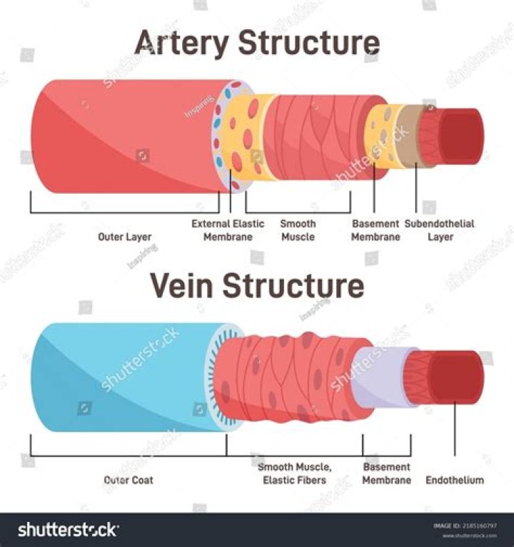 Which blood vessels have an endothelium?