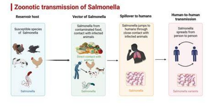 Which food is commonly linked with Nontyphoidal salmonella?